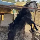 تيس ثني فحل توم