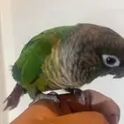 كنيور يلو سايد اليف