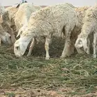 جذعات حرش دفيع حر يات50 ومسموح تفريد اللي يبي عشر خمس جمل