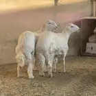 طليين جبره ناهيه فل شحم
