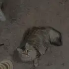 قطتين للبيع