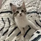 قطط ل التبني