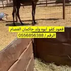 قعود كفو كفو