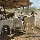 جفار كحل صنف العدد (5) جفار مع عدد (1) تيس فحل أكحل لتأسيس