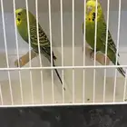 ازواج بادجي