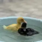 بط بكيني زوج