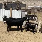 معزا ولد للبيع