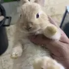 ارانب قطنيه للبيع