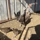 دجاج ماكنتوش