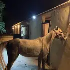 فرس شعبيه من انتاج المربط بوها حفيد مروان الشقب