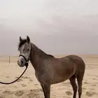 فرس