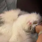 قط هملايا شيرازي للتبني