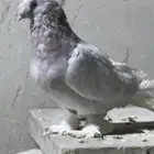 حمام تركي