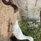 بط منتج  2اناث 1ذكر وعيالهم9
