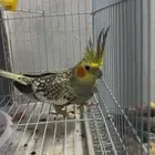 ببغاء كروات ذكرعمره 11 شهرماشالله صحته ممتازه جدا على السوم