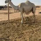 عشرا شقحا ثنيه تحتها بكره