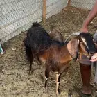 عنز معه جفره