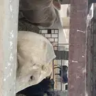 عجول بلدي تربية مزرعة