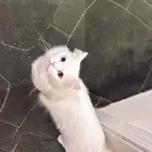 قطه لتبني