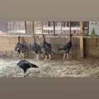 ديوك باكستاني