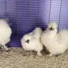 دجاج قطني دجاج سلكي