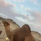 جمل للبيع
