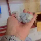 فرخ روز