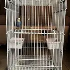 عصفور بادجي ذكر مع قفص كبير   السعر 100 ريال فقط