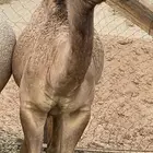 حاشي مغلق شحم للبيع