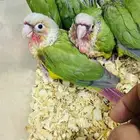 عرض لفترة محددة فروخ كنيور نهاية غر