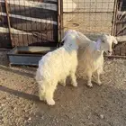 رخل ذبيحه