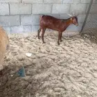 تيس جنوبي لباني