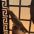 طير كروان