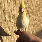 طير كوكتيل مفطوم