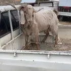 للبيع تيس فحل كفوا كفوا