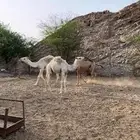 للبيع حشو طيبه مفاريد
