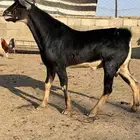 تيس مشروع فحل احو أحص سمين الحد 1500