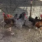 دجاج بلدي