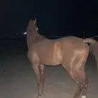 خيل عربي اصيل