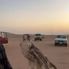 جير تبع