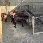 عنقان كفو 4 شهور مغلقه شحم