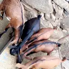 تيوس بلدي للبيع