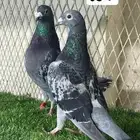 زواجل