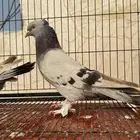 للبيع حمام تركي( تم البيع )