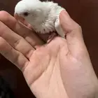 روز البينو فرخ