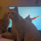 قط تبني