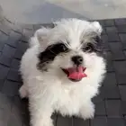 كلب لللبيع العمر 55 يوم