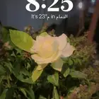 مأذون انكحة - ملكة شرعية