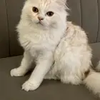 قط ذكر تبني