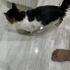 قطو للبيع
